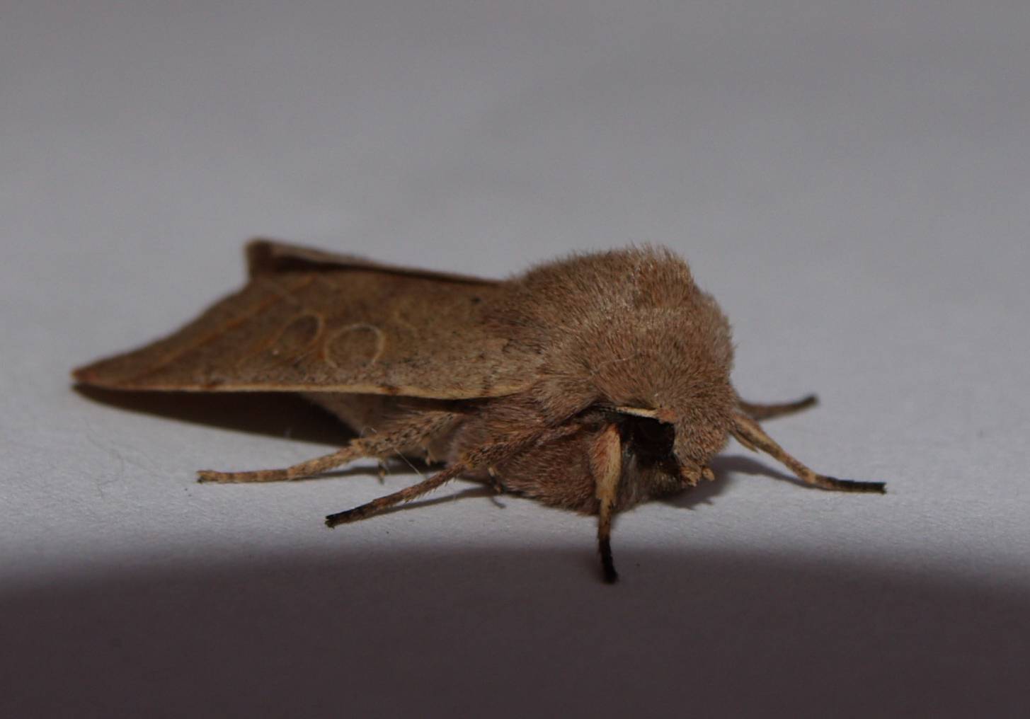 Orthosia cerasi